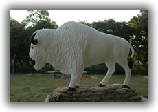 White Buffalo